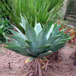 Agave attenuata, Agave à cou de cygne, Agave queue de renard, graines, seeds