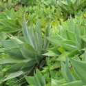 Agave attenuata, Agave à cou de cygne, Agave queue de renard, graines, seeds