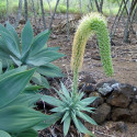 Agave attenuata, Agave à cou de cygne, Agave queue de renard, graines, seeds