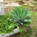 Agave attenuata, Agave à cou de cygne, Agave queue de renard, graines, seeds