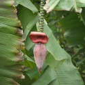 Musa x paradisiaca, acuminata x balbisiana, Banane plantain, carrée, cornée, Bananier paradisiaque, des Sages, Figuier d'Adam