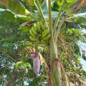 Musa x paradisiaca, acuminata x balbisiana, Banane plantain, carrée, cornée, Bananier paradisiaque, des Sages, Figuier d'Adam