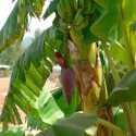 Musa x paradisiaca, acuminata x balbisiana, Banane plantain, carrée, cornée, Bananier paradisiaque, des Sages, Figuier d'Adam