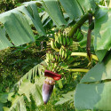 Musa x paradisiaca, acuminata x balbisiana, Banane plantain, carrée, cornée, Bananier paradisiaque, des Sages, Figuier d'Adam