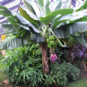 Musa x paradisiaca, acuminata x balbisiana, Banane plantain, carrée, cornée, Bananier paradisiaque, des Sages, Figuier d'Adam