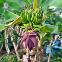 Musa x paradisiaca, acuminata x balbisiana, Banane plantain, carrée, cornée, Bananier paradisiaque, des Sages, Figuier d'Adam