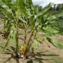 Musa x paradisiaca, acuminata x balbisiana, Banane plantain, carrée, cornée, Bananier paradisiaque, des Sages, Figuier d'Adam