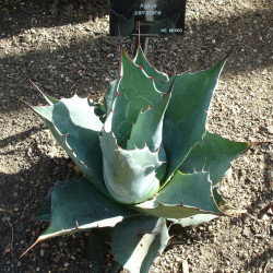 Agave parrasana, Agave tête de chou, Cabbage Head Agave, Maguey de Parras, Agave parrasano