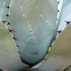Agave parrasana, Agave tête de chou, Cabbage Head Agave, Maguey de Parras, Agave parrasano