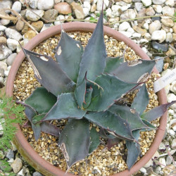 Agave parrasana, Agave tête de chou, Cabbage Head Agave, Maguey de Parras, Agave parrasano