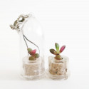 Babyplante Stone Rose porte clé mini cactus