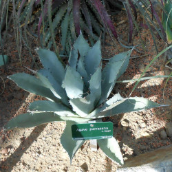 Agave parrasana, Agave tête de chou, Cabbage Head Agave, Maguey de Parras, Agave parrasano