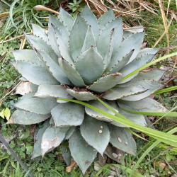 Agave parrasana, Agave tête de chou, Cabbage Head Agave, Maguey de Parras, Agave parrasano