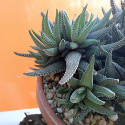 Haworthia pumila, Tulista pumila, Haworthia margaritifera, Catevala margaritifera, Aloe pumila