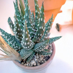 Haworthia pumila, Tulista pumila, Haworthia margaritifera, Catevala margaritifera, Aloe pumila