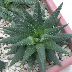 Haworthia pumila, Tulista pumila, Haworthia margaritifera, Catevala margaritifera, Aloe pumila