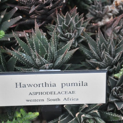 Haworthia pumila, Tulista pumila, Haworthia margaritifera, Catevala margaritifera, Aloe pumila