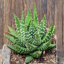 Haworthia pumila, Tulista pumila, Haworthia margaritifera, Catevala margaritifera, Aloe pumila
