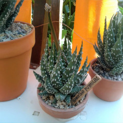 Haworthia pumila, Tulista pumila, Haworthia margaritifera, Catevala margaritifera, Aloe pumila