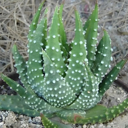 Haworthia pumila, Tulista pumila, Haworthia margaritifera, Catevala margaritifera, Aloe pumila