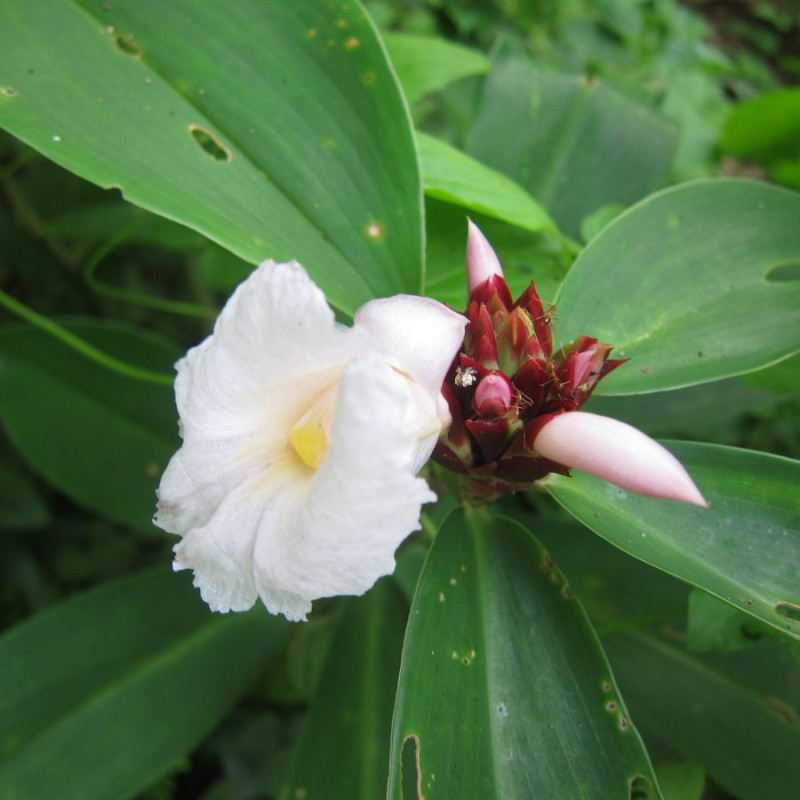 Cheilocostus speciosus, Costus speciosus, Gingembre crêpe, gingembre fleur, gingembre en spirale