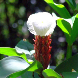 Cheilocostus speciosus, Costus speciosus, Gingembre crêpe, gingembre fleur, gingembre en spirale