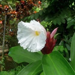Cheilocostus speciosus, Costus speciosus, Gingembre crêpe, gingembre fleur, gingembre en spirale