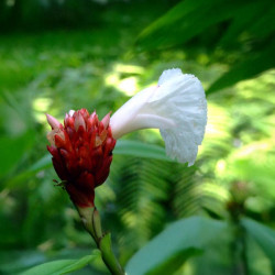 Cheilocostus speciosus, Costus speciosus, Gingembre crêpe, gingembre fleur, gingembre en spirale