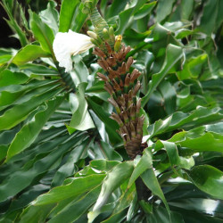 Cheilocostus speciosus, Costus speciosus, Gingembre crêpe, gingembre fleur, gingembre en spirale