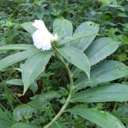 Cheilocostus speciosus, Costus speciosus, Gingembre crêpe, gingembre fleur, gingembre en spirale