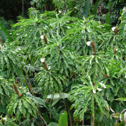 Cheilocostus speciosus, Costus speciosus, Gingembre crêpe, gingembre fleur, gingembre en spirale