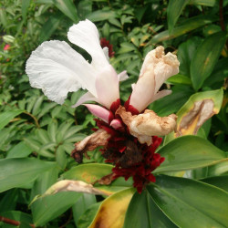 Cheilocostus speciosus, Costus speciosus, Gingembre crêpe, gingembre fleur, gingembre en spirale