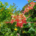 Caesalpinia Pulcherrima, Petit flamboyant, Césalpine, Orgueil de Chine, fleur de paon, Dwarf Poinciana, Barbados pride