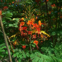 Caesalpinia Pulcherrima, Petit flamboyant, Césalpine, Orgueil de Chine, fleur de paon, Dwarf Poinciana, Barbados pride