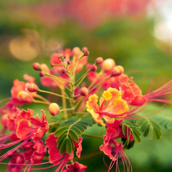 Caesalpinia Pulcherrima, Petit flamboyant, Césalpine, Orgueil de Chine, fleur de paon, Dwarf Poinciana, Barbados pride