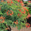 Caesalpinia Pulcherrima, Petit flamboyant, Césalpine, Orgueil de Chine, fleur de paon, Dwarf Poinciana, Barbados pride