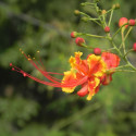 Caesalpinia Pulcherrima, Petit flamboyant, Césalpine, Orgueil de Chine, fleur de paon, Dwarf Poinciana, Barbados pride