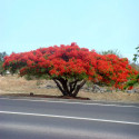 Caesalpinia Pulcherrima, Petit flamboyant, Césalpine, Orgueil de Chine, fleur de paon, Dwarf Poinciana, Barbados pride