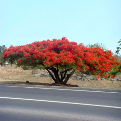 Caesalpinia Pulcherrima, Petit flamboyant, Césalpine, Orgueil de Chine, fleur de paon, Dwarf Poinciana, Barbados pride