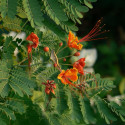 Caesalpinia Pulcherrima, Petit flamboyant, Césalpine, Orgueil de Chine, fleur de paon, Dwarf Poinciana, Barbados pride