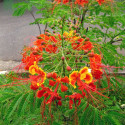 Caesalpinia Pulcherrima, Petit flamboyant, Césalpine, Orgueil de Chine, fleur de paon, Dwarf Poinciana, Barbados pride