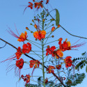 Caesalpinia Pulcherrima, Petit flamboyant, Césalpine, Orgueil de Chine, fleur de paon, Dwarf Poinciana, Barbados pride