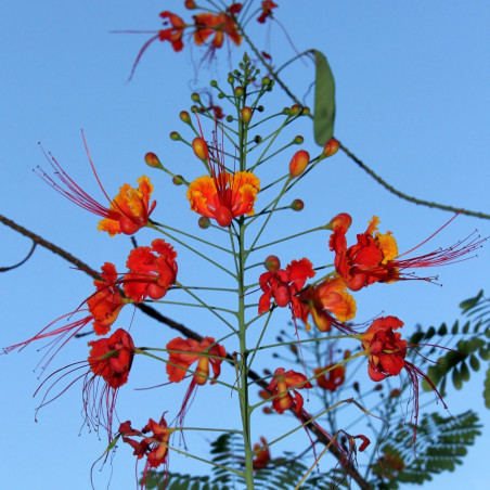 10 Graines D'Orgueil De Chine (Caesalpinia Pulcherrima) - Plante Tropicale Fleurie Rouge/orange - Par Saflax