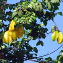 Averrhoa carambola, Carambolier, Carambole des Moluques, Fruit étoilé, Pomme de Goa, Starfruit, Coolie Tambran