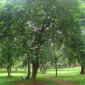 Averrhoa carambola, Carambolier, Carambole des Moluques, Fruit étoilé, Pomme de Goa, Starfruit, Coolie Tambran, arbre tropical