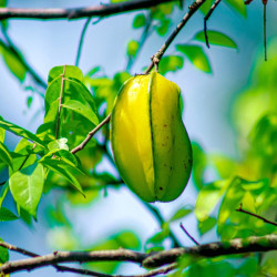 Averrhoa carambola, Carambolier, Carambole des Moluques, Fruit étoilé, Pomme de Goa, Starfruit, Coolie Tambran