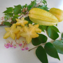 Averrhoa carambola, Carambolier, Carambole des Moluques, Fruit étoilé, Pomme de Goa, Starfruit, Coolie Tambran