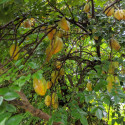 Averrhoa carambola, Carambolier, Carambole des Moluques, Fruit étoilé, Pomme de Goa, Starfruit, Coolie Tambran