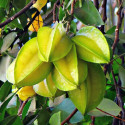 Averrhoa carambola, Carambolier, Carambole des Moluques, Fruit étoilé, Pomme de Goa, Starfruit, Coolie Tambran