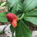 Costus Guanaiensis, Gingembre spirale, Guyana Costus, Giant Spiral Ginger, Costaceae